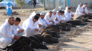 Қашқадарёда ғалла мавсумига старт берилди