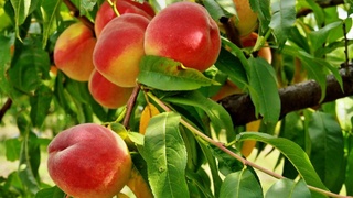 Экспорт персиков из Узбекистана вырос на 22 тысячи тонн