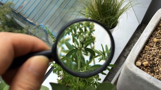 Ўсимликлар карантини илмий-тадқиқот маркази ташкил этилди