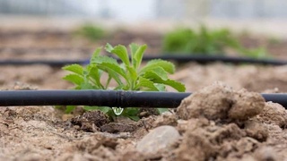 Навоийда бу йил 13 025 гектар майдонга замонавий суғориш технологиялари жорий этилади