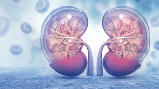 Буйракда тош қандай йиғилади?