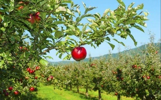 В Ташкентской области более семи тысяч гектаров неэффективных садов будут заменены современными плантациями