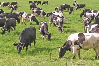 Кармана туманида Ўзбекистон-Венгрия қўшма корхонаси ташкил этилмоқда