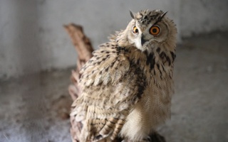 Аҳоли хонадонига келиб қолган укки табиат боғига топширилди