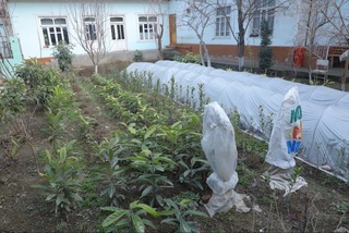 Toʻrt sotix yerdan 200 million soʻm daromad olayotgan mirishkor