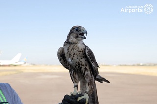 Аэропортта лашынлар пәрўазлар қәўипсизлигин қалай тәмийинлейди?