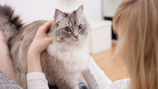 Ученые выяснили, что кошки специально игнорируют слова хозяев