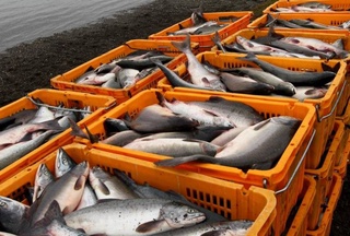 Узбекистан одобрил 12 российских предприятий для поставок рыбной продукции