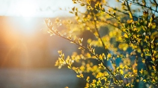 Ушбу ҳафтада ҳаво илиқ ва қуёшли бўлади