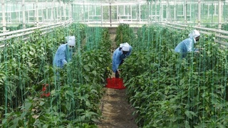 Халқ қабулхоналари томонидан ишсиз ёшлар бандлиги таъминланмоқда