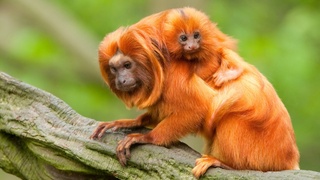 Мост для диких обезьян