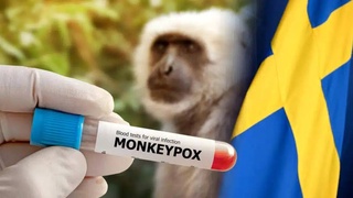 В Швеции зафиксирован первый случай заражения оспой обезьян