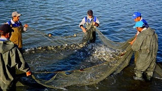Сув ҳавзалари тадбиркорларга аукцион орқали ижарага берилади 