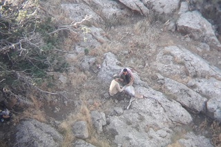 “Surxon“ davlat qoʻriqxonasida Qizil kitobga kiritilgan 2 bosh morxoʻr ovlandi