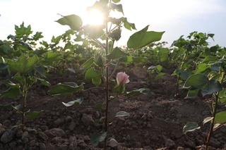 Ғўза гул кўрсатди