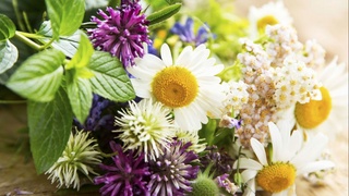 Определены задачи Научно-производственного центра по выращиванию лекарственных растений