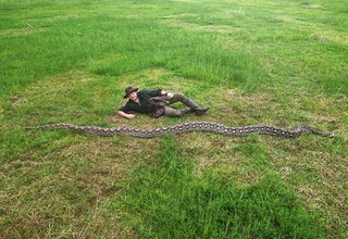 Индонезияда дунёдаги энг узун илон ушланди