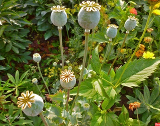 Учкўприк туманида тақиқланган ўсимликларни парваришлаб келаётганлиги аниқланди