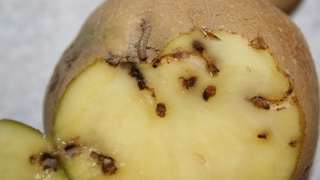 Картошка куяси ҳамда унинг қишлоқ хўжалиги маҳсулотларига зиёни