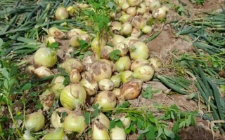 В Сурхандарьинской области стартовал сезон уборки нового урожая лука