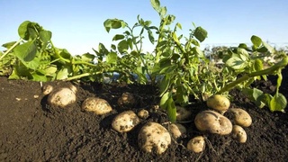 Узбекистан планирует отказаться от импорта картофеля в 2020 году