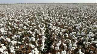 Ғўза дефолиациясининг ўтказиш муддатлари белгиланди