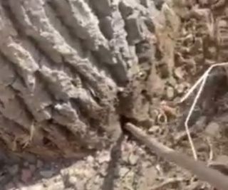 Буни дарахтларга қарши суиқасд дейиш мумкин