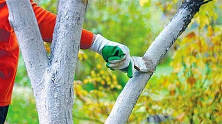 Ҳар бир маҳаллага дарахтларни парваришлаш учун 1 нафардан ишчи бириктирилади