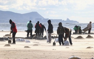 Анапада мазут билан зарарланган 3 минг тоннадан ортиқ қум соҳил бўйидан йиғиб олинди