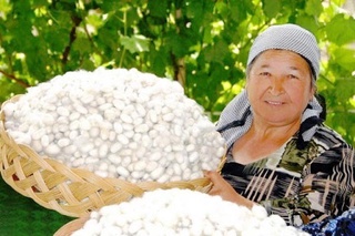 Пилла етиштириш ва ипакчилик соҳасида бозор механизмлари жорий қилиниши жадаллаштирилади