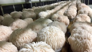 Қўзиқоринда хотирани кучайтирувчи бирикмалар аниқланди