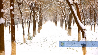 11 декабрь кунига қадар республика ҳудудларида ғайритабиий совуқлик сақланади