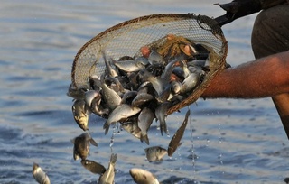 Балиқчиликда турларни диверсификация қилиш бўйича минтақавий ҳамкорлик қилинмоқда