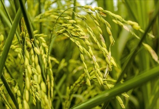 Гени ўзгартирилган шоли Марсда етиштириладиган биринчи экин бўлиши мумкин