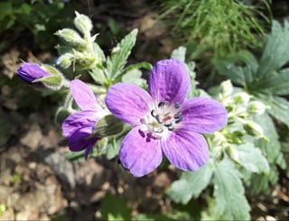 Красная книга Узбекистана: изменения по использованию дикорастущих растений