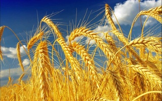 Минсельхоз Узбекистана намерен выращивать в России сою, пшеницу и масличные культуры