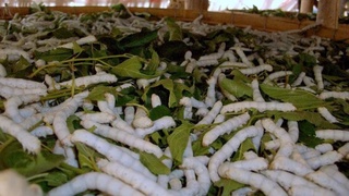 Японлар ипак қуртидан коронавирус вакцинасини яратмоқчи