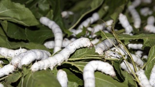 Fergana grows silkworm cocoons