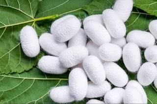 Производителям грен тутового шелкопряда предоставляются субсидии