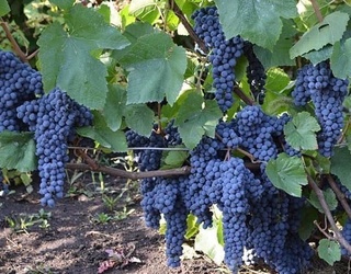 2021 йилнинг 6 ойи давомида қанча узум етиштирилган?