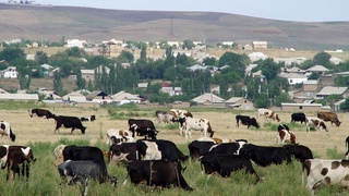 Страны Центральной Азии развивают безвредное для климата животноводство