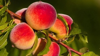 Туркиядан шафтоли кўчати олиб киришга вақтинчалик тақиқ ўрнатилди