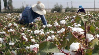В некоторых регионах сборщикам хлопка выплачивают надбавку за каждый собранный килограмм 