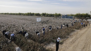 Qishloq xoʻjaligi vazirligi xodimlari paxta dalalariga hasharga chiqdi