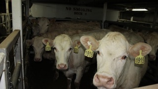 Нидерландиядан Наманганга икки вагон қорамол келяпти