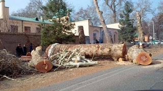Продление моратория позволит сохранить около 182 тысяч деревьев и кустарников