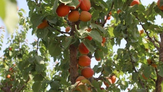 The export of apricots of the new crop has begun from Surkhandarya region