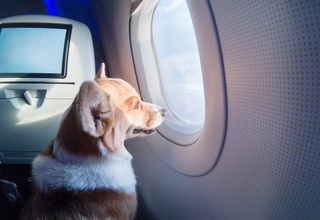 «Uzbekistan Airways»: бо ҳайвоноти хонагӣ сайёҳат кунед