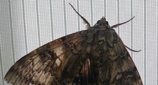 Чернобилда қуш катталигидаги капалак пайдо бўлди