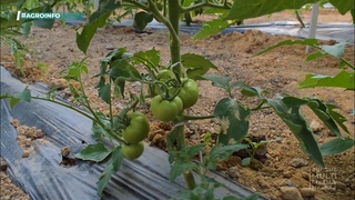 Ўзбек олимлари помидорнинг янги навини яратишди